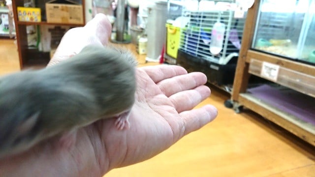 アフリカヤマネ