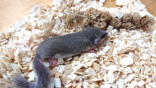 アフリカヤマネ