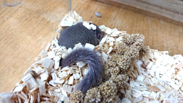 アフリカヤマネ