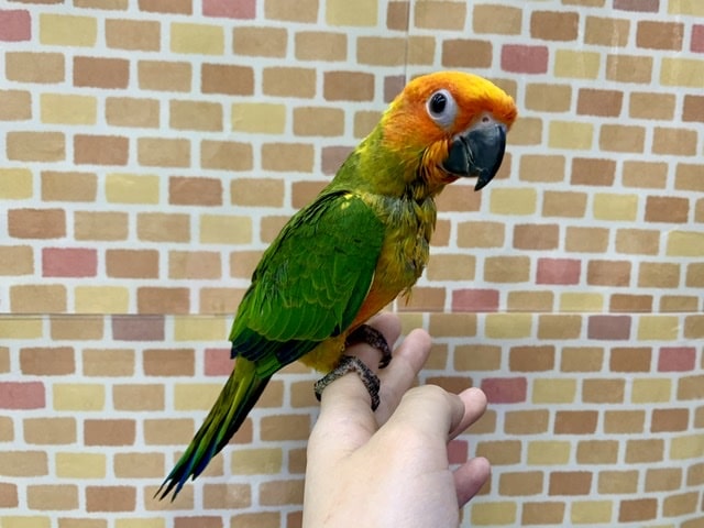 コガネメキシコインコ