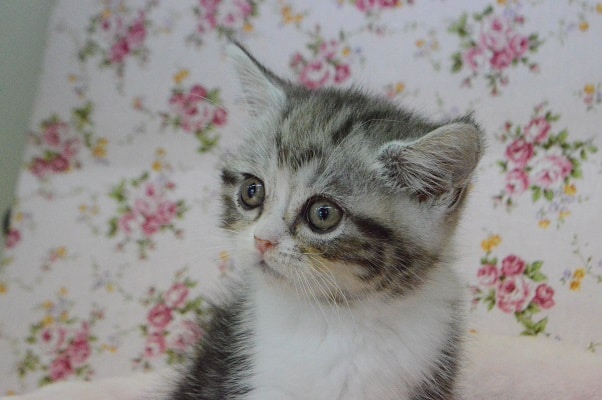 アメリカンショートヘア