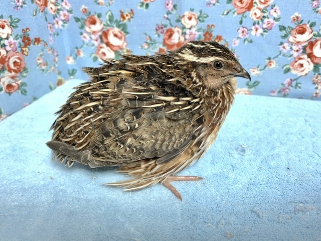 並ウズラ 男の子! 6月16日 並ウズラ