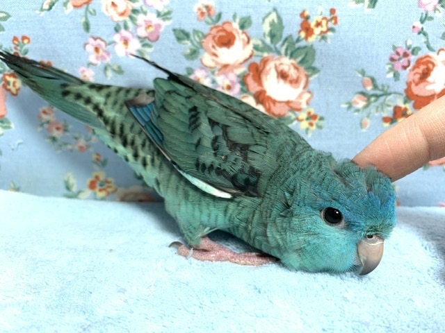 サザナミインコ