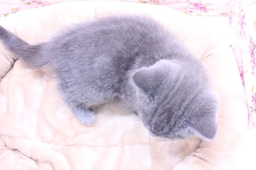 ブリティッシュショートヘア