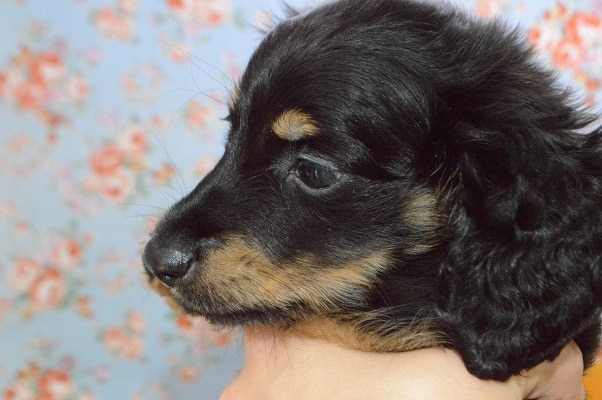 ミニチュアダックス