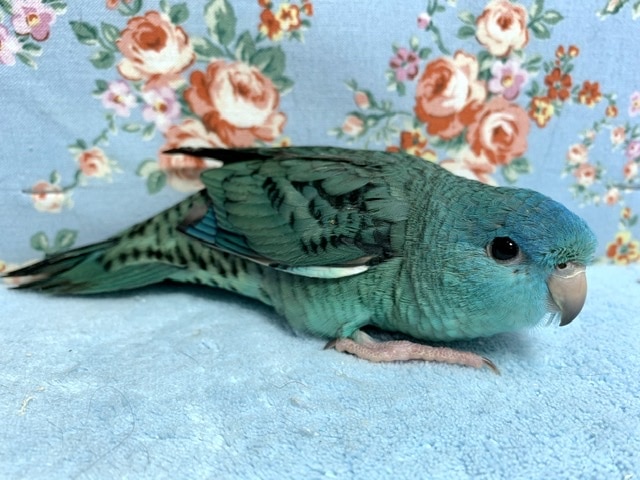 サザナミインコ