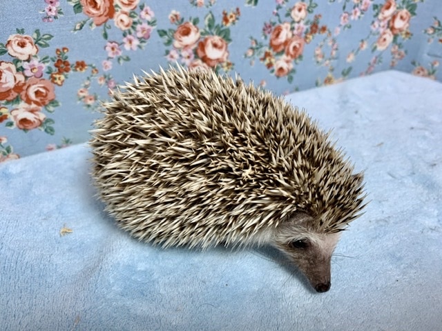 ハリネズミ（ヨツユビハリネズミ）