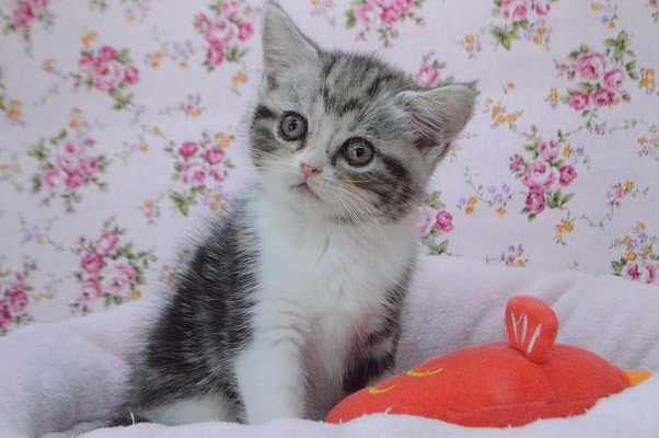 アメリカンショートヘア