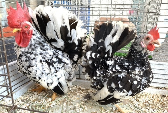 ゴイシチャボ ペア 5月14日 碁石チャボ(ゴイシチャボ)