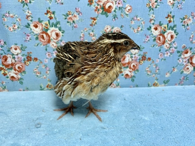 並ウズラ 男の子! 6月16日 並ウズラ