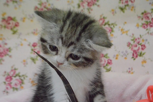 アメリカンショートヘア