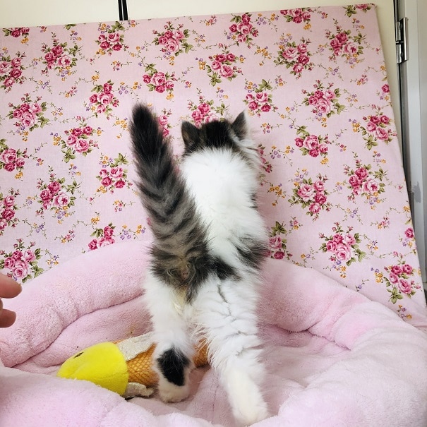 スコティッシュフォールド