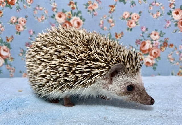 ハリネズミ（ヨツユビハリネズミ）