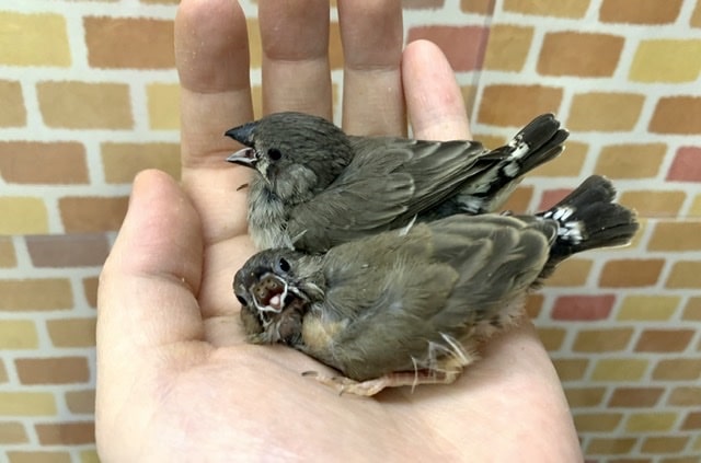 キンカチョウ ヒナ 2羽ご紹介 5月21日撮影 錦花鳥(キンカチョウ)