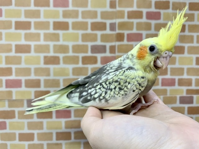 オカメインコ