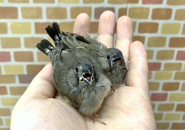 キンカチョウ ヒナ 2羽ご紹介 5月21日撮影 錦花鳥(キンカチョウ)