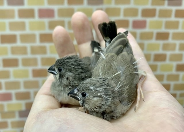 キンカチョウ ヒナ 2羽ご紹介 5月21日撮影 錦花鳥(キンカチョウ)