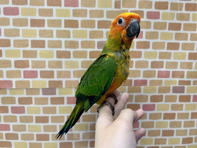 コガネメキシコインコ
