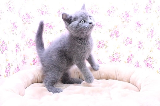 ブリティッシュショートヘア