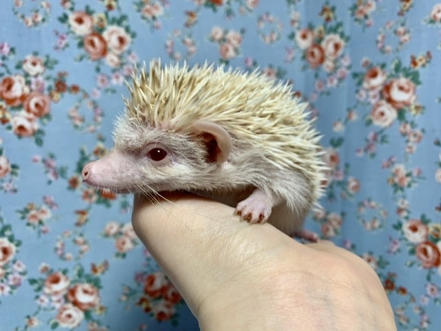 ハリネズミ（ヨツユビハリネズミ）