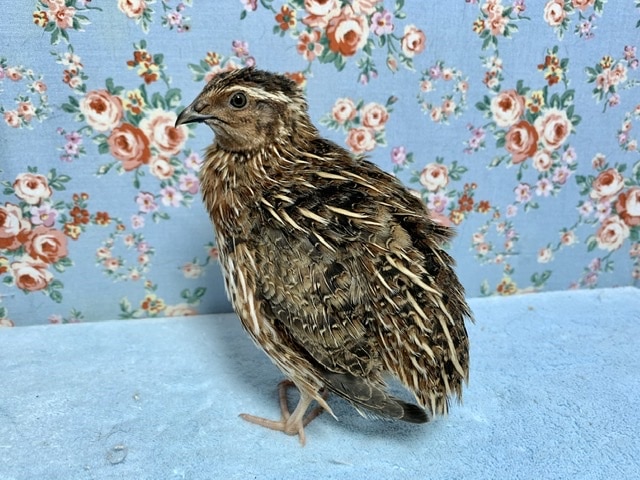 並ウズラ 男の子! 6月16日 並ウズラ