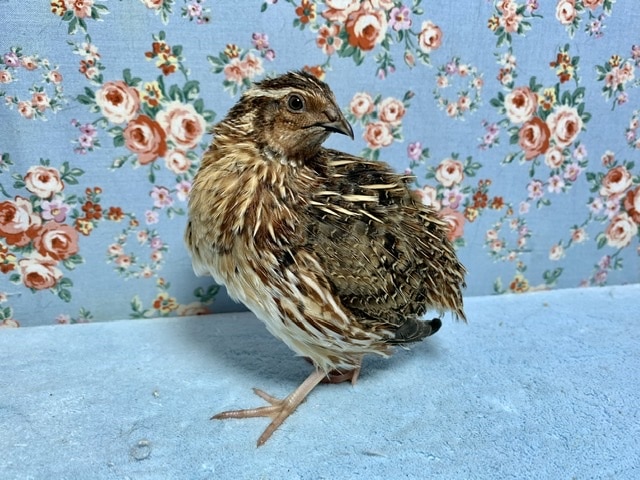 並ウズラ 男の子! 6月16日 並ウズラ