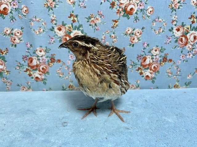 並ウズラ 男の子! 6月16日 並ウズラ