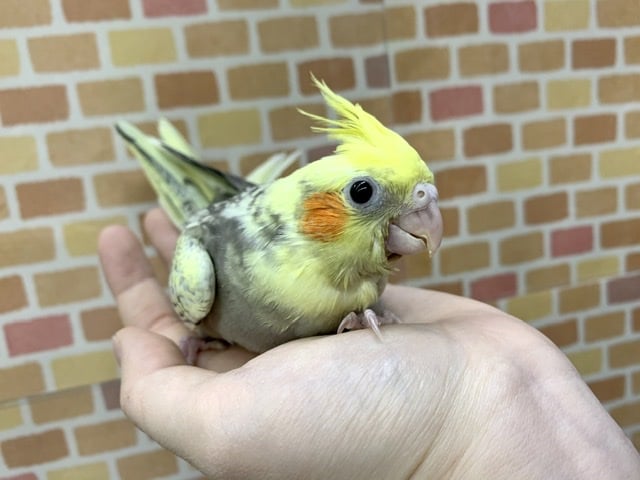 オカメインコ