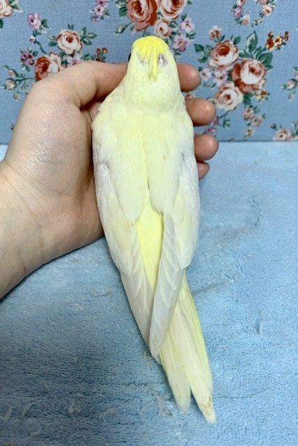 オカメインコ