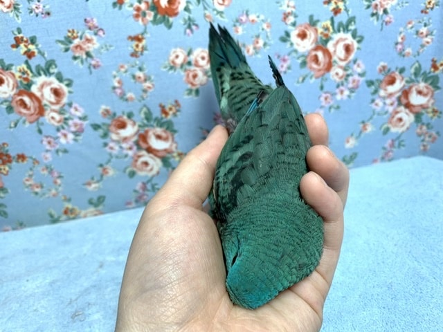 サザナミインコ