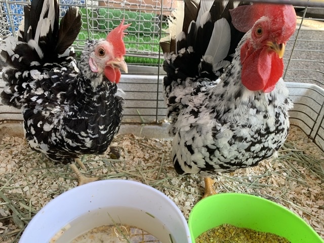 ゴイシチャボ ペア 5月14日 碁石チャボ(ゴイシチャボ)