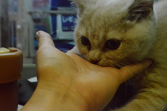 ブリティッシュショートヘア