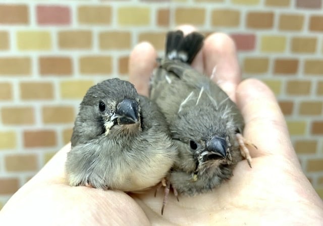 キンカチョウ ヒナ 2羽ご紹介 5月21日撮影 錦花鳥(キンカチョウ)