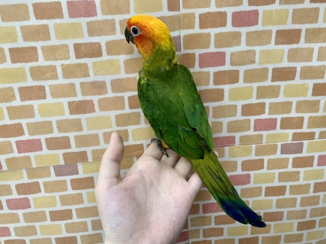 コガネメキシコインコ