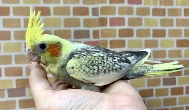 オカメインコ