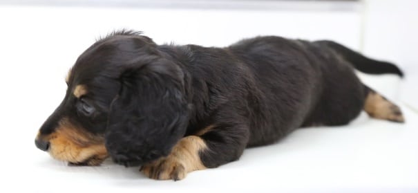 ミニチュアダックス