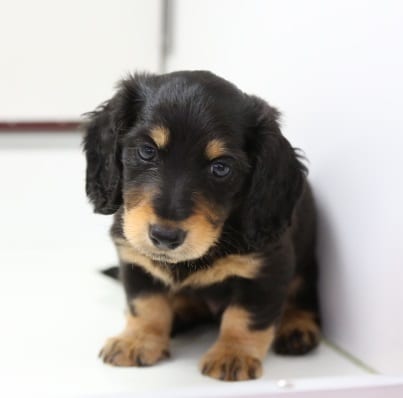 ミニチュアダックス