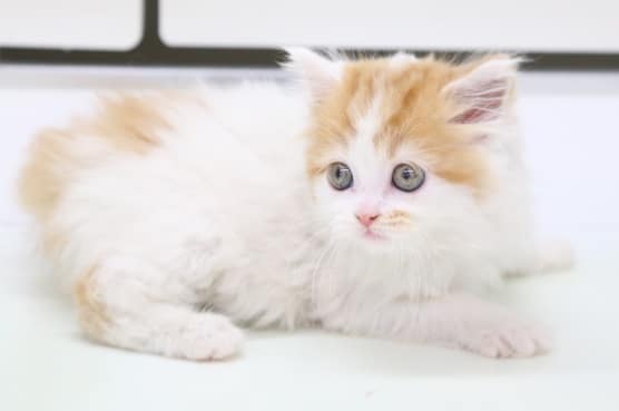 スコティッシュフォールド