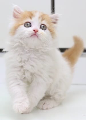 スコティッシュフォールド