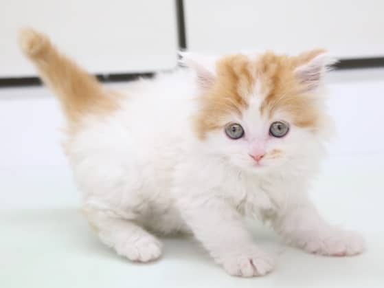 スコティッシュフォールド