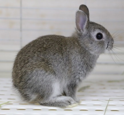 ネザーランドドワーフ