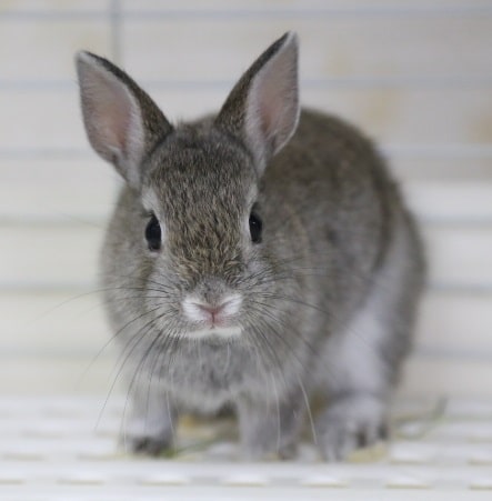 ネザーランドドワーフ