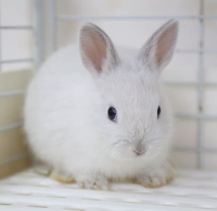 ネザーランドドワーフ