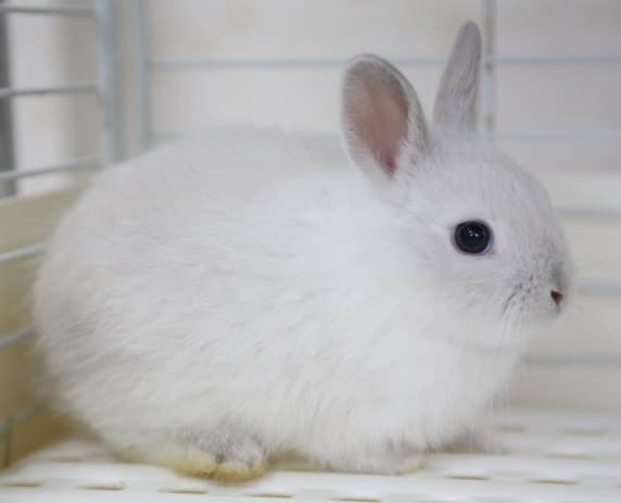 ネザーランドドワーフ