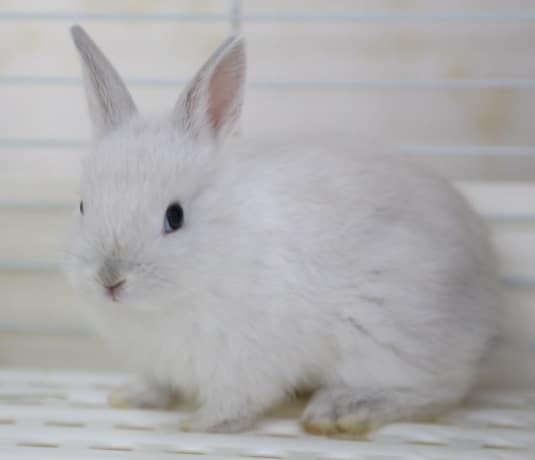 ネザーランドドワーフ