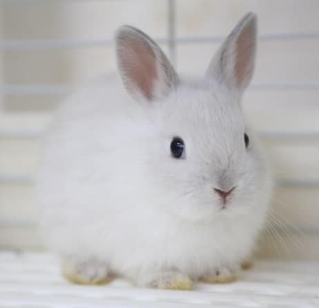 ネザーランドドワーフ