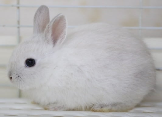 ネザーランドドワーフ