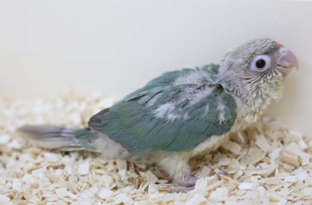 ウロコメキシコインコ