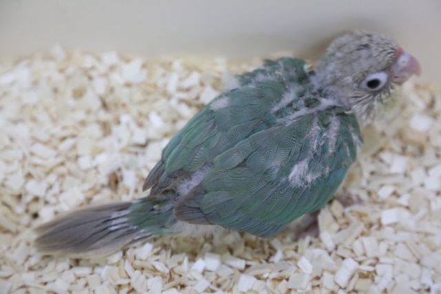 ウロコメキシコインコ