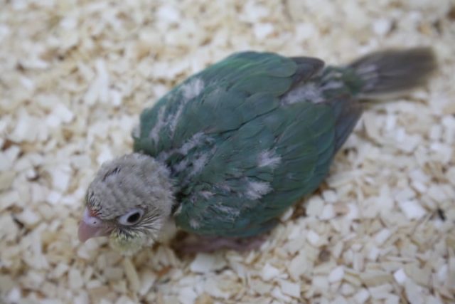 ウロコメキシコインコ